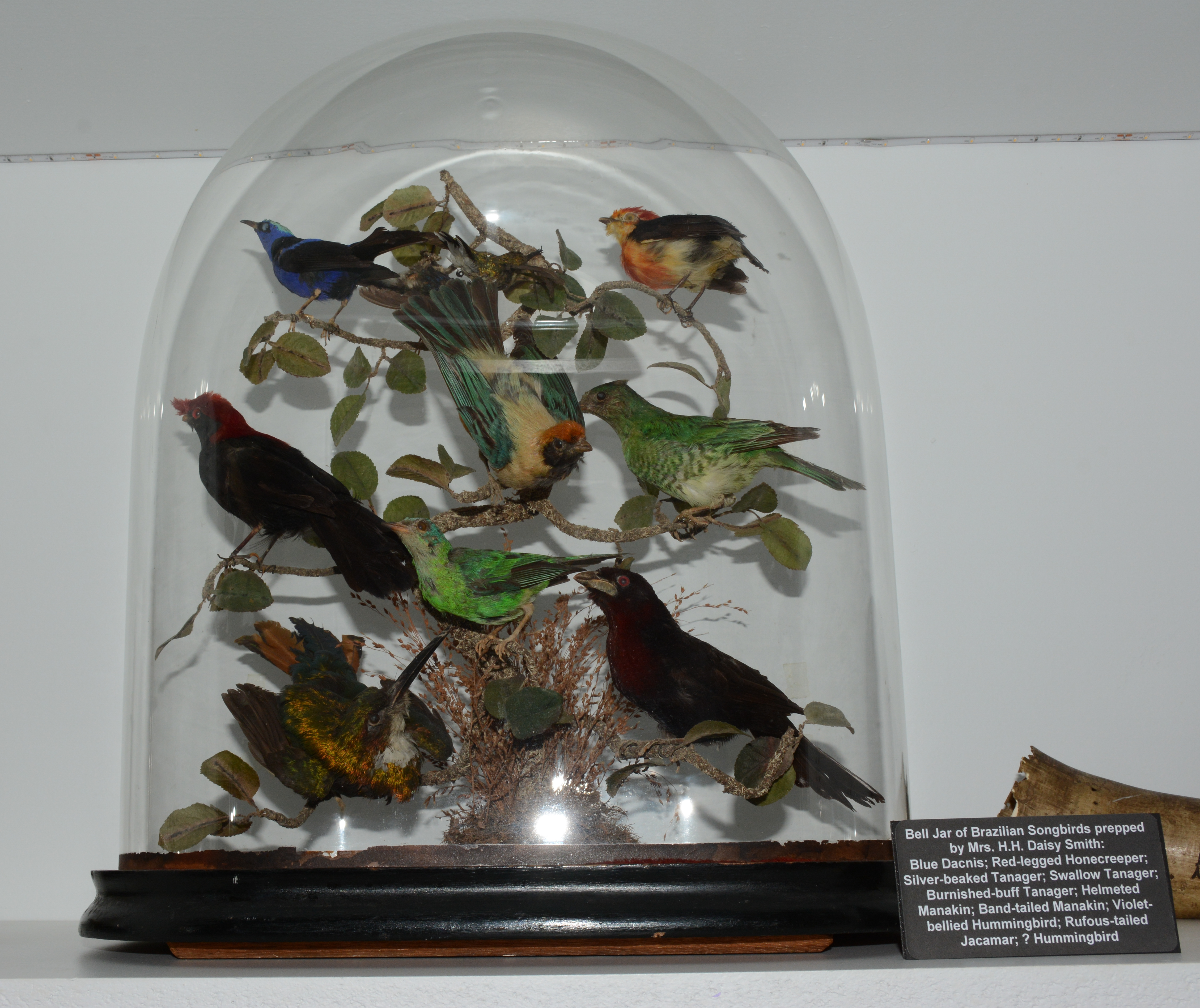 Bell Jar of Brazilian Songbirds prepped by Mrs. H.H. Daisy Smith: Blues Dacnis; Red-legged Honecreeper; Silver-beaker Tanager; Swallow Tanager; Burnished-buff Tanager; Helmeted Manakin; Band-tailed Manakin; Violet-bellied Hummingbird; Rufous-tailed Jacamar; Hummingbird