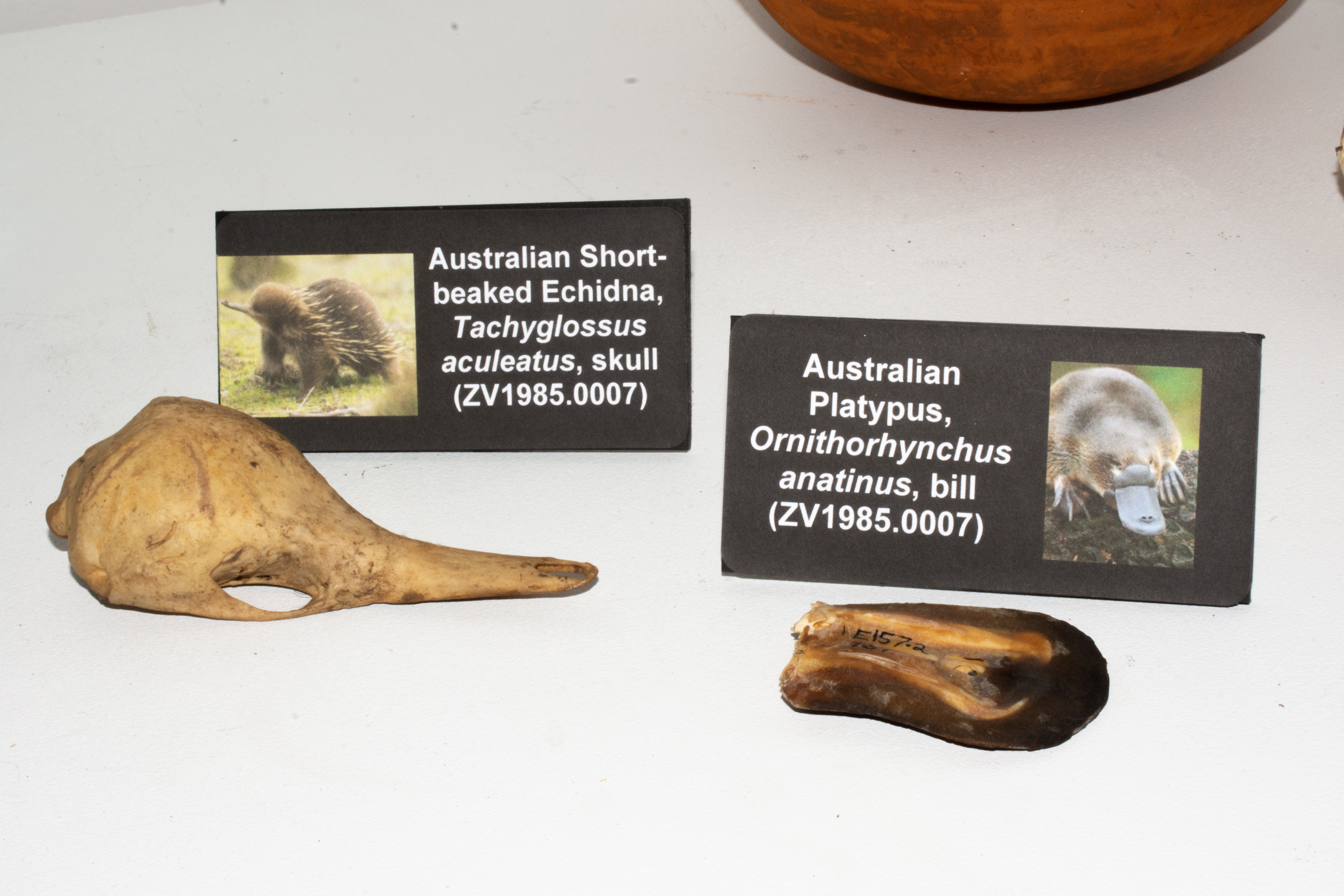 Australian Short-beaked Echidna, <i>Tachyglossus aculeatus</i>, skull(left) and Australian Platypus, <i>Ornithorhynchus anatinus, bill(right)