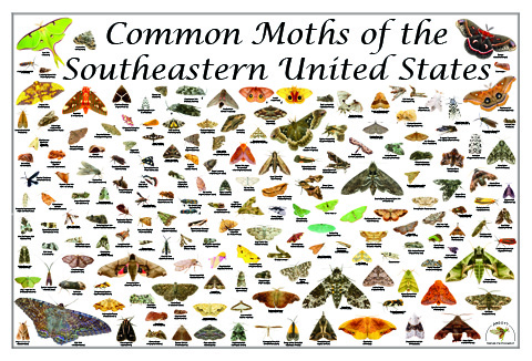 poster featuring common moths of the united states