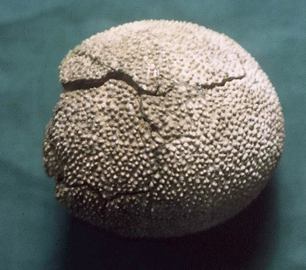 dinasour egg fossil