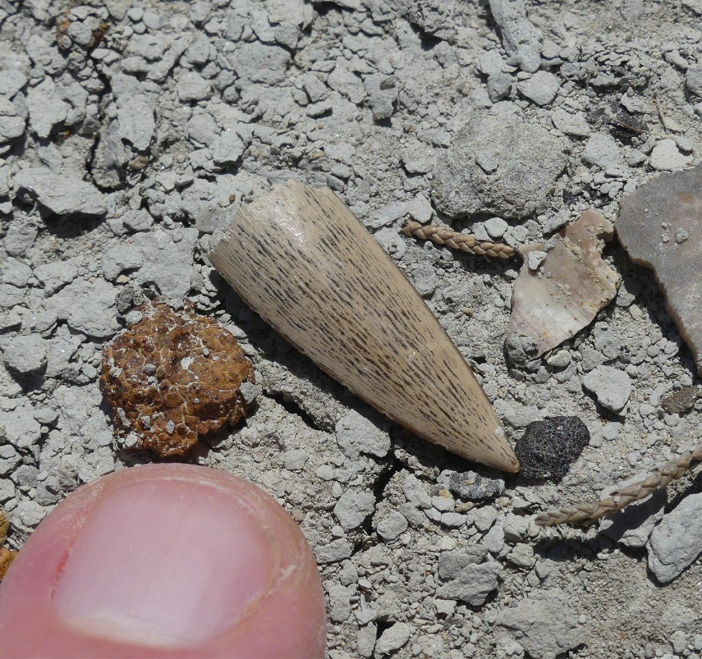 tooth fossil
