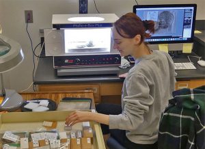 Student intern working on digitizing fossil invertebrates.
