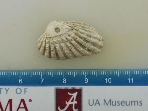 Fossil shell ALMNH10000_a