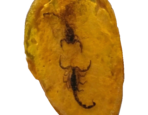 close-up view of a specimen