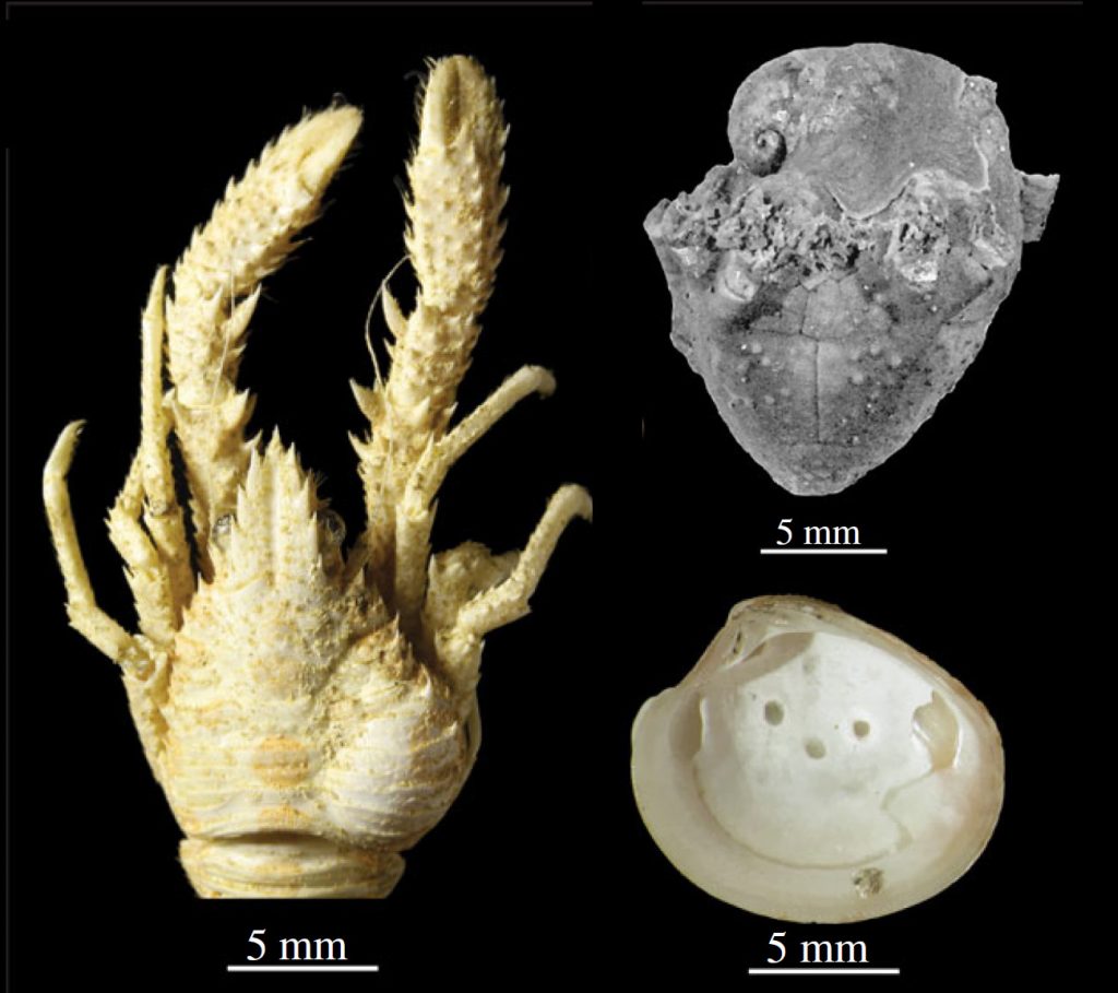 Examples of parasitism in marine animals. Left: squat lobster with a swelling in the right gill region caused by an isopod; upper right: platyceratid gastropod on top of a crinoid calyx; lower right: circular pits caused by a trematode on the shell interior of a bivalve shell.
