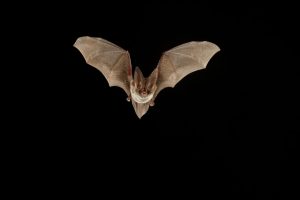 Rafinesque’s Big-eared bat