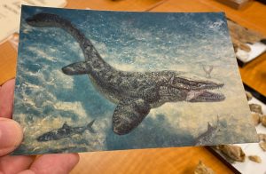 Postcard with the reconstruction of this mosasaur by Daniel W. Varner. 