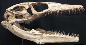 A reconstruction of the skull of the Safford mosasaur made by Triebold Paleontology.