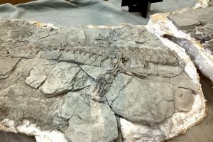 The rear fins and tail of Artemis, a juvenile mosasaur found in Greene County, Ala. in 2002.Dennis Pillion