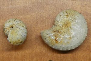 A couple of the specimens on display: a nautilus and an ammonite.