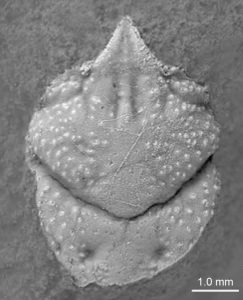 Carapace of the new species Daciapagurus szklarkaensis.
