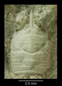 Specimen of the new species: a carapace of Protomunida bennickei. Source: Klompmaker et al. (2022)