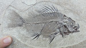 Amazing fish fossil from Wyoming, found and prepared by Dr. Jacobi.