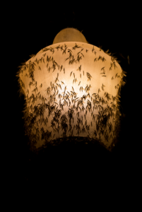 Burrowing mayflies on a lamp. Photo courtesy of John Abbott.
