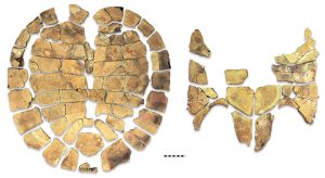 The studied bones of the new turtle species. Scale bar = 10 cm. Source: Gentry et al. (2022)