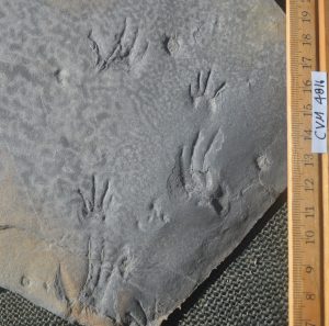 Example of a great Cincosaurus cobbi trackway made by a primitive reptile. Photo: Ron Buta