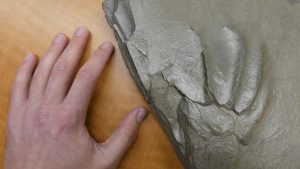 Large footprint called Attenosaurus subulensis made by a primitive reptile about 315 million years ago in Alabama.