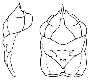 Illustration with molting lines (dashed) of the carapace of Laeviprosopon laeve. 