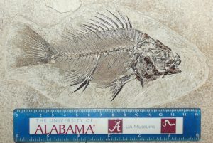 Fossil fish collected and donated by Dr. Keith Jacobi and shown during the episode. Photo: Dr. Adiel Klompmaker.