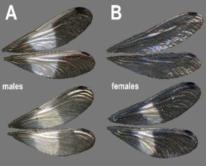 Polythore albistriata, variation of the white wing band against a contrasting background: A – males; B – females.