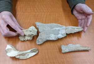Skull bones of the new mosasaur: parietal (upper left), frontal (upper right), coronoid (lower left), and spenial (lower right).