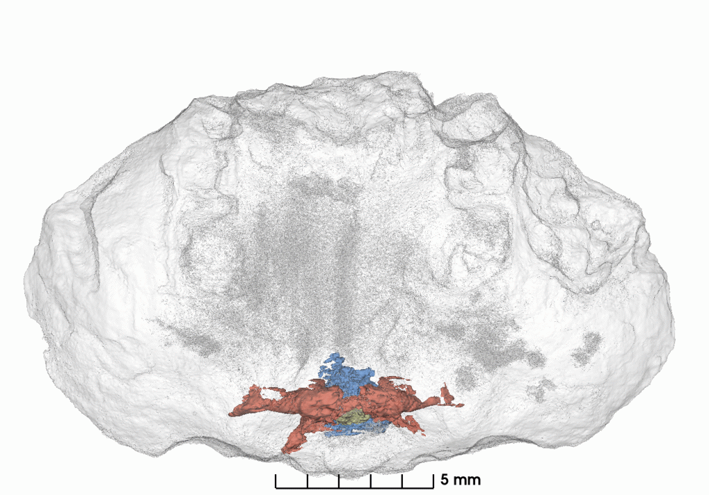 rotating 3D scan of fossil