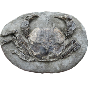 fossilized crab