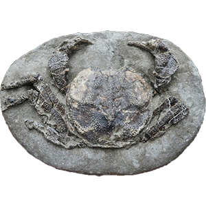 fossilized crab