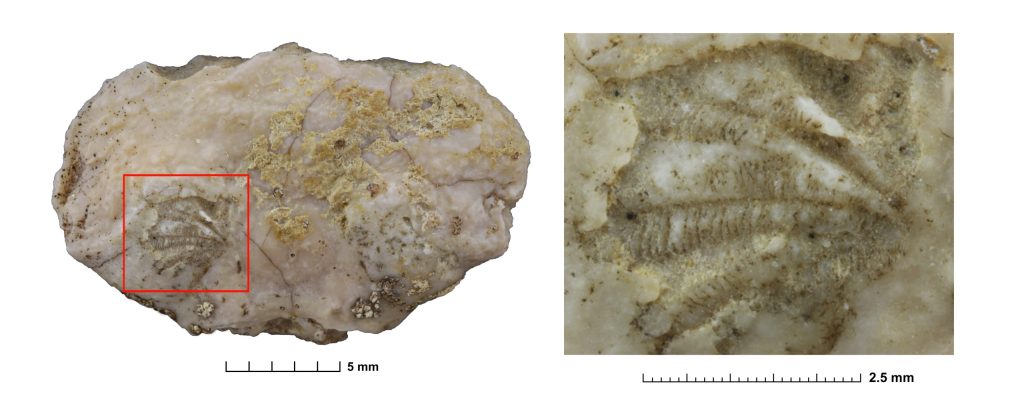 two images of fossilized crab gills
