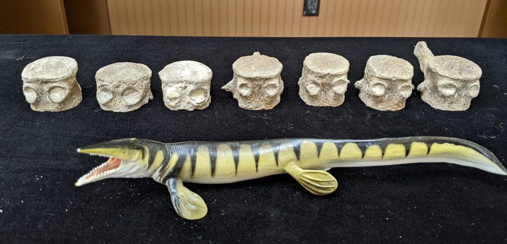 Seven vertebrae of the mosasaur Tylosaurus next to a small mosasaur model