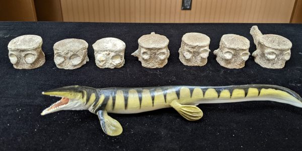 Seven vertebrae of the mosasaur Tylosaurus next to a small mosasaur model
