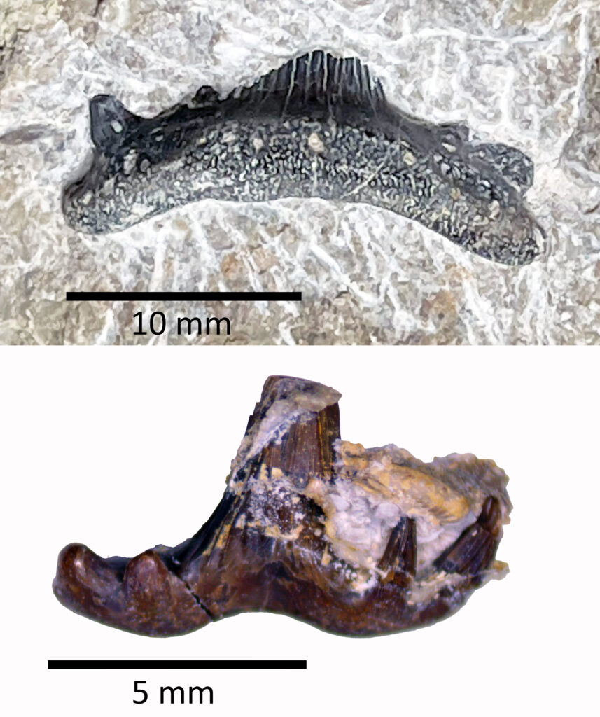 Teeth from Troglocladodus trimblei (upper) and Glikmanius careforum (lower) from Alabama used to describe these new taxa. Source: JP Hodnett.
