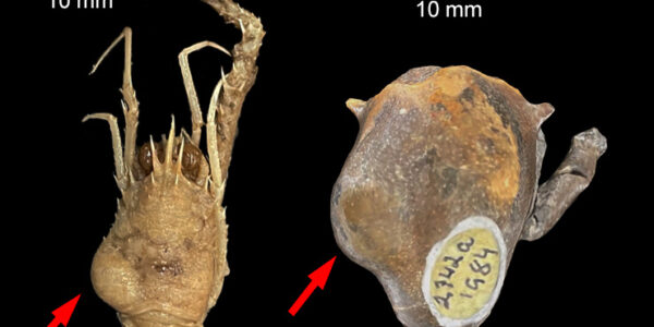 Two decapod specimens with a swelling caused by a parasitic isopod in the gill chamber. Left: modern Munida valida (modern); right: Macroacaena rosenkrantzi (Late Cretaceous, Greenland). Source: modified from Wright et al. (2024)