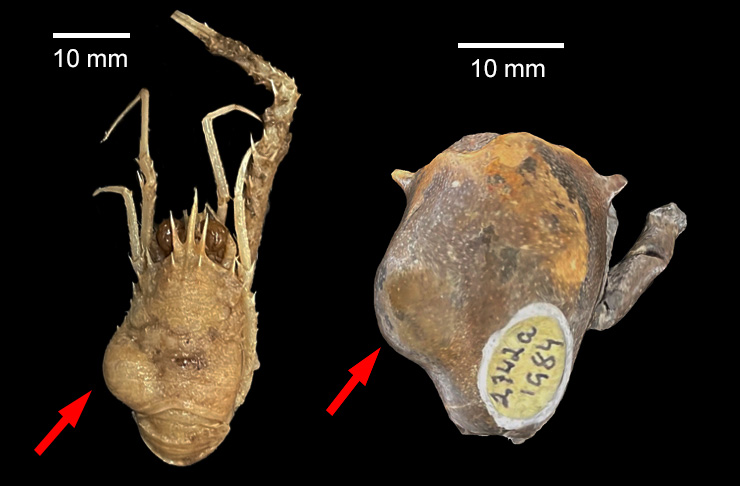Two decapod specimens with a swelling caused by a parasitic isopod in the gill chamber. Left: modern Munida valida (modern); right:  Macroacaena rosenkrantzi (Late Cretaceous, Greenland). Source: modified from Wright et al. (2024)
